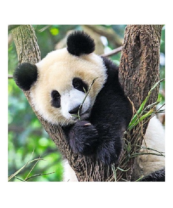  Puzzels 3 x 49 stukjes Panda Tijger en Leeuw