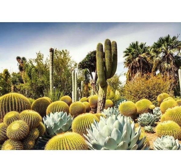 Ravensburger Puzzel Beautiful Gardens Huntington Desert Garden California USA 1000 stukjes