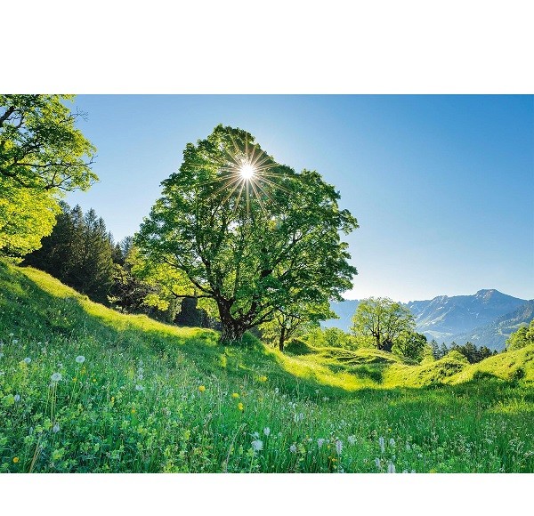 Schmidt Puzzel Berg Ahorn in Sonnenlicht St. Gallen Schweiz 1000 stukjes