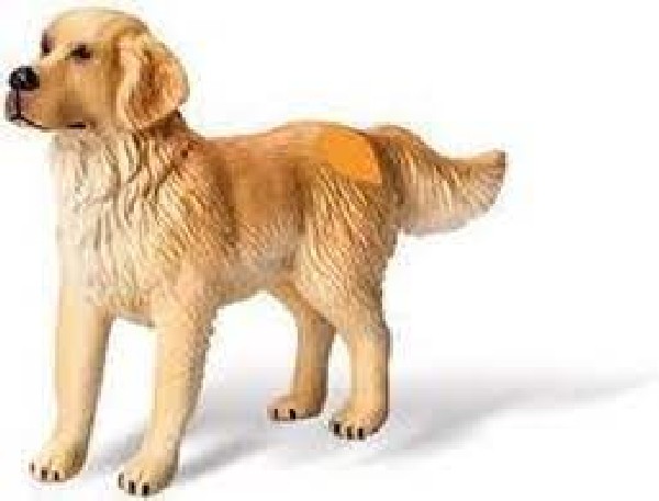 Tp Toi Golden retriever
